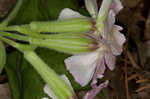 Sticky catchfly